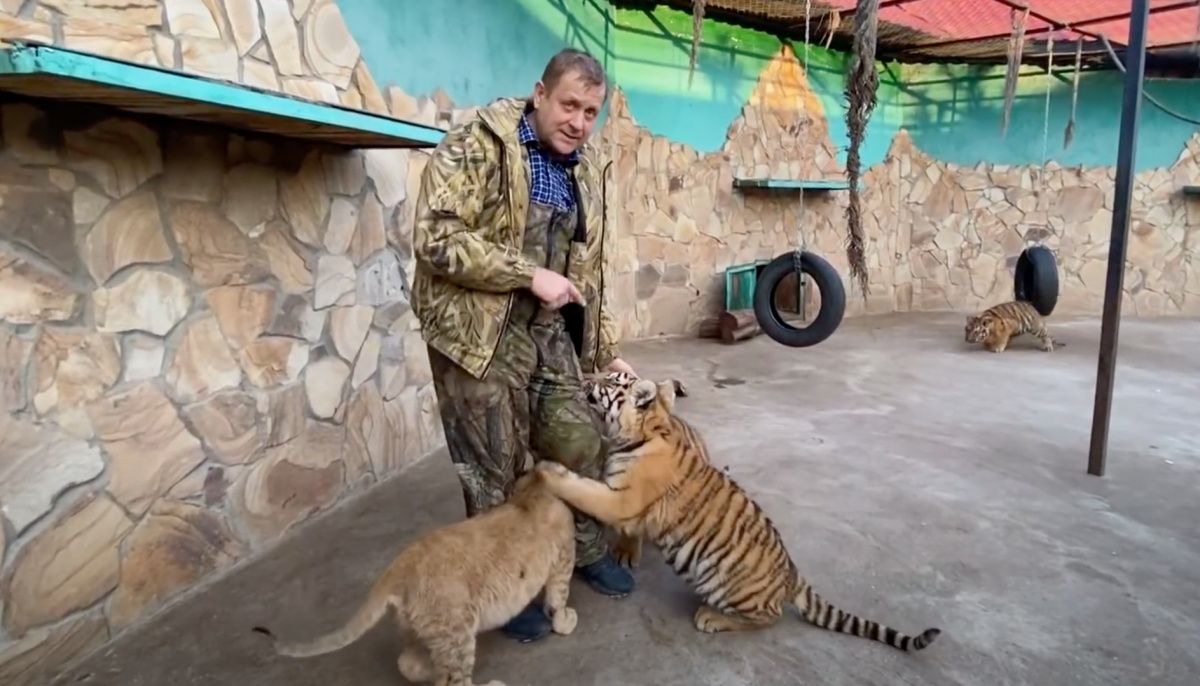 Тайган шерхан асада и симба новые новости. Парк тигров Тайган. Парк Тайган леопард. Нападение леопарда в Тайгане. Леопард напал на сотрудника парка Тайган в Крыму.