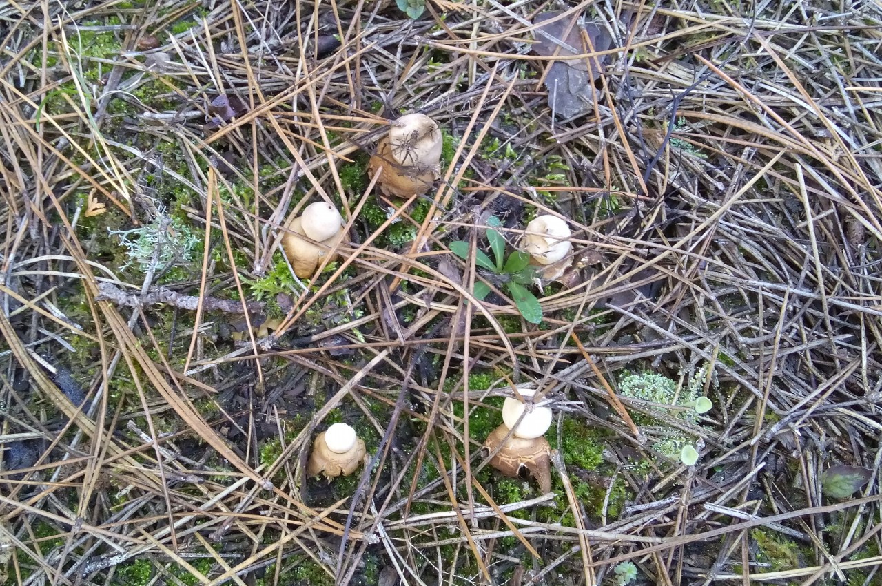 Какие грибы в мае. Камышовки грибы. Грибы в камышах. Грибы в апреле мае. Весенние грибы съедобные в мае.
