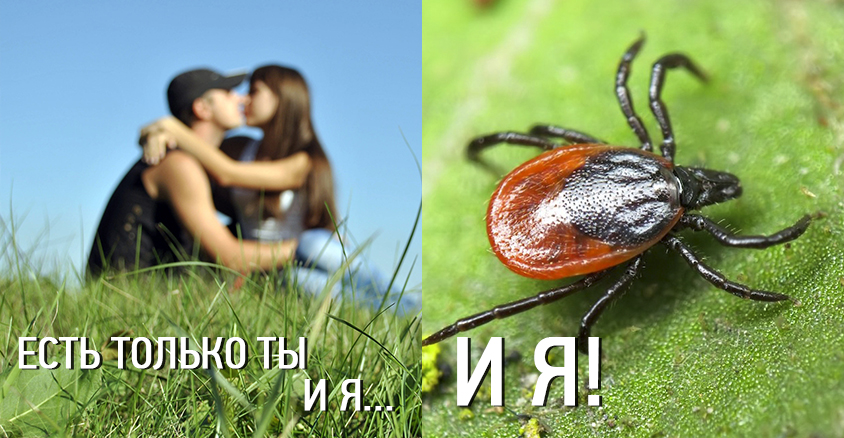 клещи картинки прикольные один городов особенного