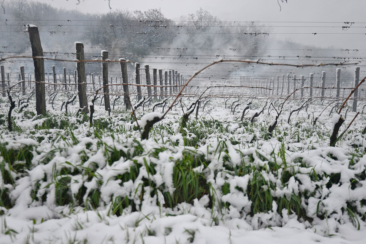 Заморозки защита. Виноградники зимой. Виноградники в снегу. Заморозки урожая. Весенние заморозки.